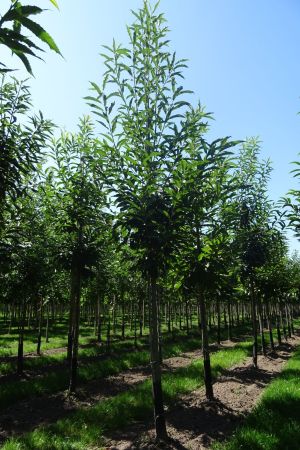 Castanea-sativa-ho-16-20