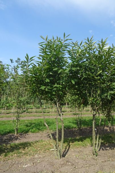 Castanea sativa MRSTAM