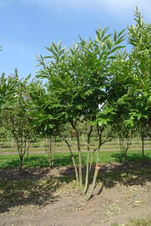 Castanea-sativa-meerstam-250-300
