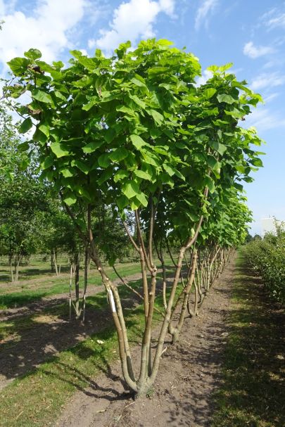 Catalpa bignonioides 'Aurea' MRSTAM