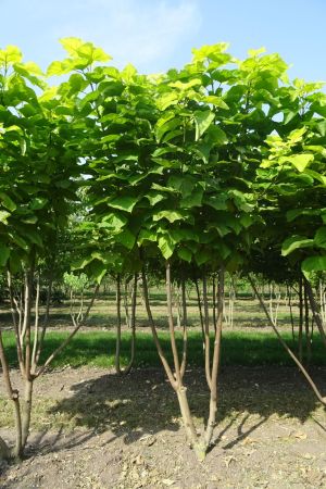 Catalpa-b-Aurea-meerstam-300-350-2