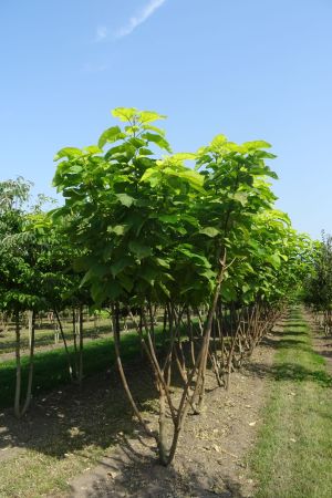 Catalpa-b-Aurea-meerstam-300-350