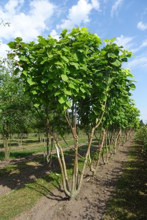 Catalpa-b-Aurea-meerstam-400-450