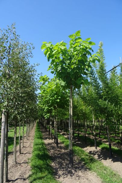 Catalpa bignonioides HO