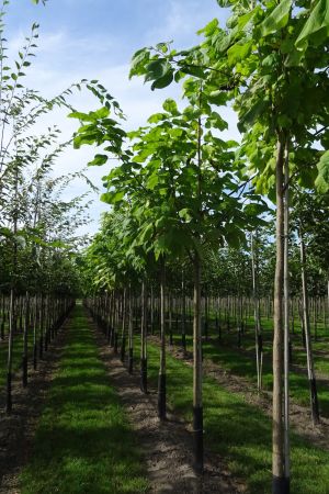 Catalpa-bignonioides-ho-14-18