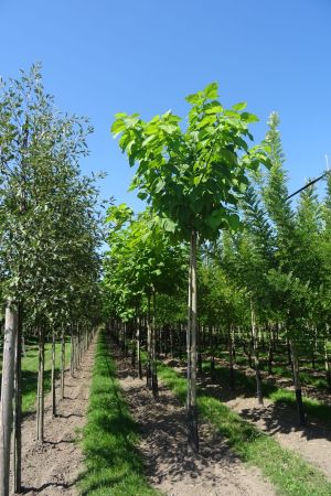Catalpa-bignonioides-ho-18-25