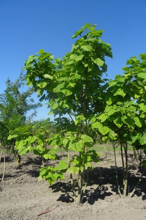 Catalpa-bignonioides-meerstam-250-300-2