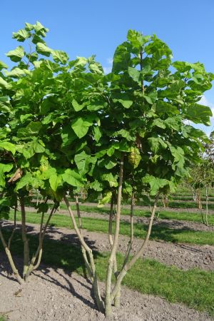 Catalpa-bignonioides-meerstam-250-300