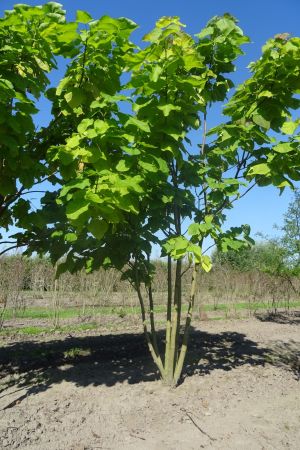 Catalpa-bignonioides-meerstam-350-400-2