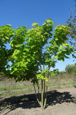 Catalpa-bignonioides-meerstam-350-400-3