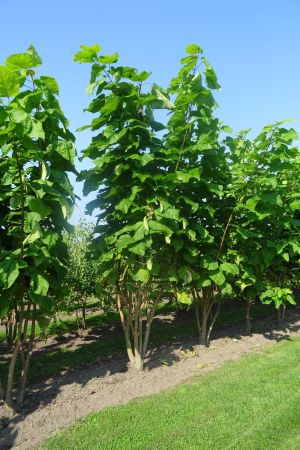 Catalpa-bignonioides-meerstam-350-400