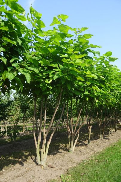 Catalpa bignonioides MRSTAM