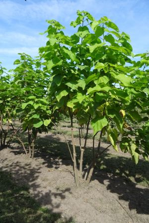Catalpa-bignonioides-meerstam-250-300