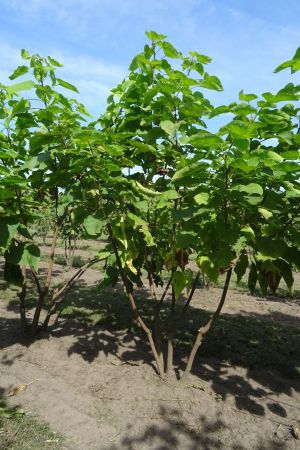 Catalpa-bignonioides-meerstam-300-350