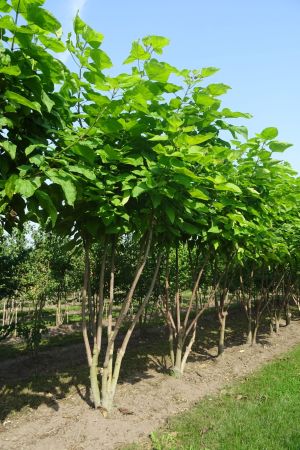 Catalpa-bignonioides-meerstam-400-450-2