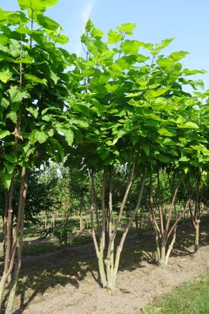 Catalpa-bignonioides-meerstam-400-450
