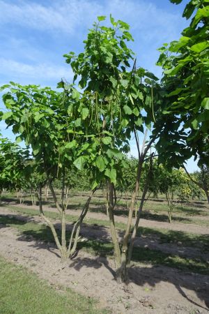 Catalpa-bignonoiodes-meerstam-300-350