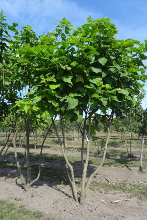 Catalpa-bignonoiodes-meerstam-350-400
