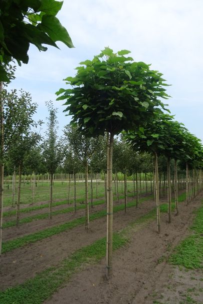 Catalpa bignonioides 'Nana' BVER