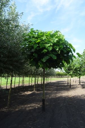 Catalpa-b-Nana-bver-225cm-16-18-20