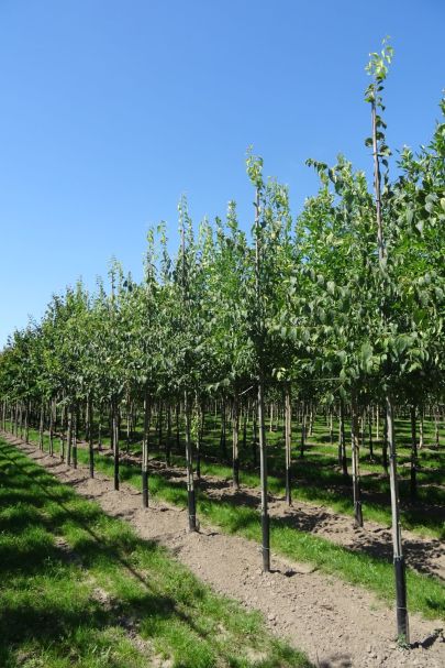 Celtis australis