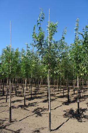 Celtis-australis-ho-12-14-16