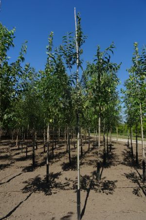 Celtis-australis-ho-12-14-16