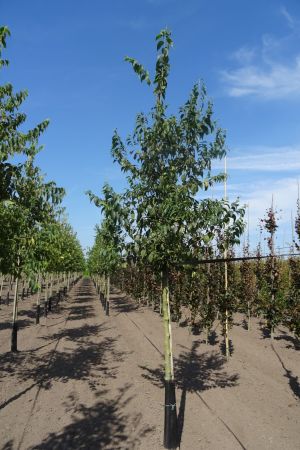 Celtis-australis-ho-12-14-16