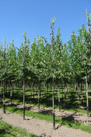 Celtis-australis-ho-12-16-2