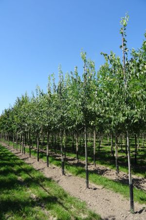Celtis-australis-ho-12-16
