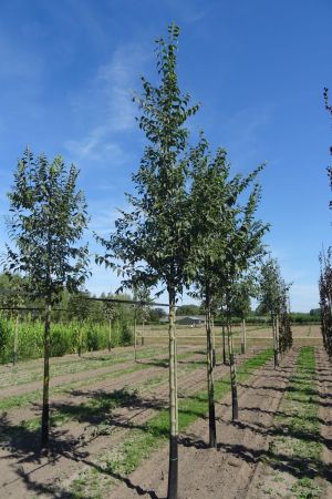 Celtis-australis-ho-14-18