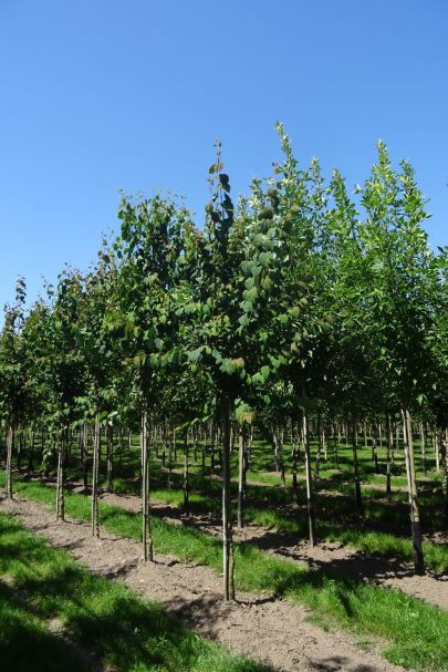 Cercidiphyllum japonicum HO