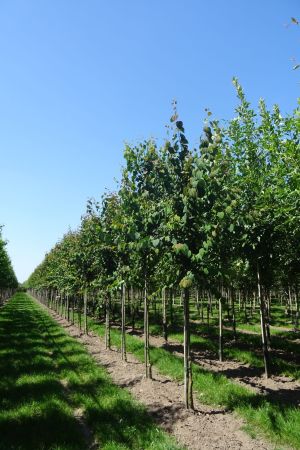 Cercidiphyllum-japonicum-ho-14-18