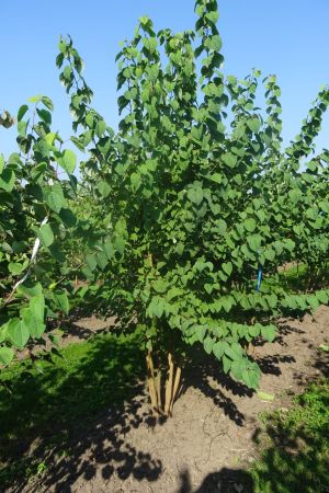 Cercidiphyllum-japonicum-meerstam-250-300-3