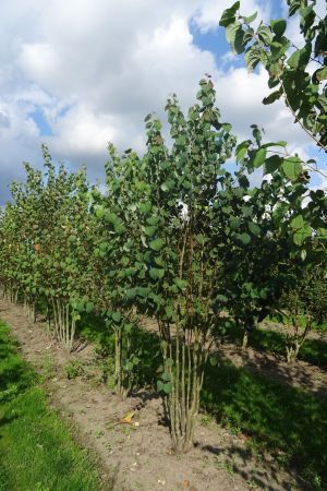 Cercidiphyllum-japonicum-meerstam-250-300