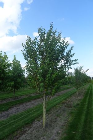 Cercidiphyllum-japonicum-meerstam-300-350-2