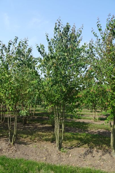 Cercidiphyllum japonicum MRSTAM