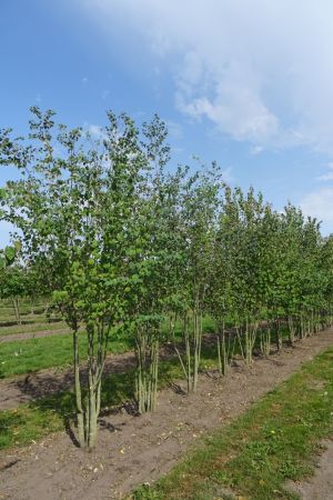 Cercidiphyllum-japicum-meerstam-300-350