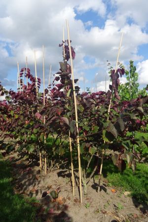 Cercis-c-Forest-Pansy-meerstam-200-250-2