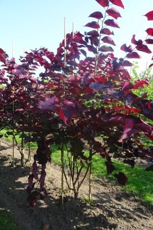 Cercis-c-Forest-Pansy-meerstam-200-250-3