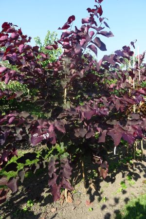 Cercis-c-Forest-Pansy-meerstam-200-250-4