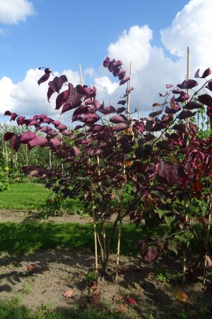 Cercis-c-Forest-Pansy-meerstam-200-250