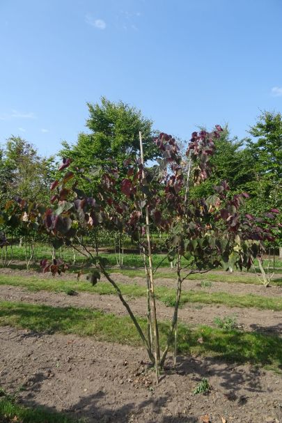 Cercis canadensis 'Forest Pansy' MRSTAM