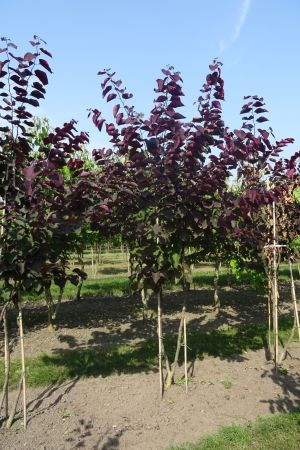 Cercis-c-Forest-Pansy-meerstam