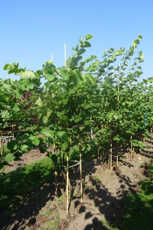 Cercis-canadensis-meerstam-200-250