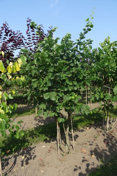 Cercis canadensis MRSTAM