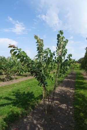 Cercis-canadensis-meerstam-200-250-2