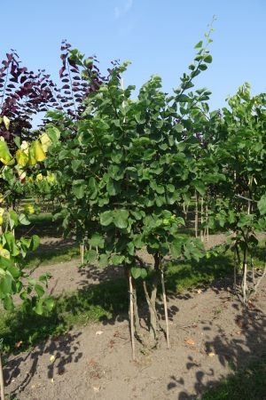 Cercis-canadensis-meerstam-200-250
