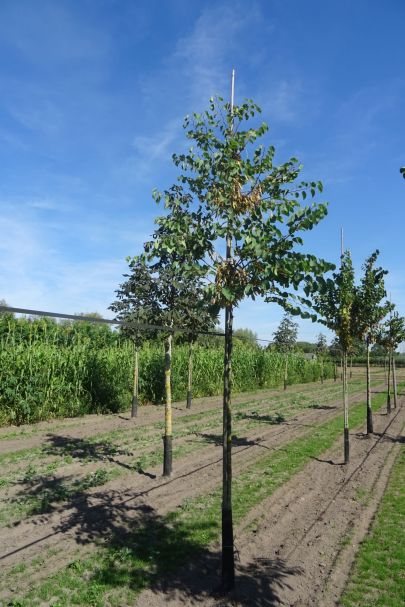 Cercis siliquastrum HO