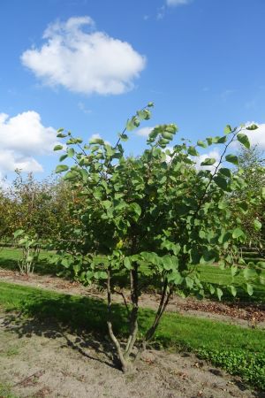 Cercis-siliquastrum-meerstam-250-300-2